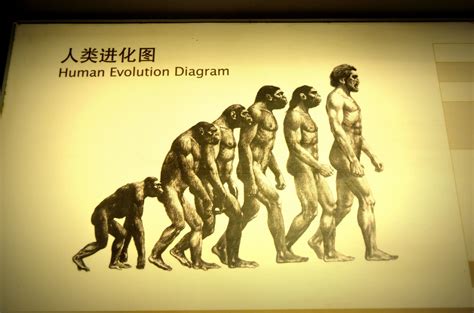 Human Evolution Free Stock Photo - Public Domain Pictures