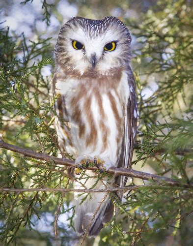 Northern Saw Whet Owl One Of Five Saw Whets Seen During Th Flickr