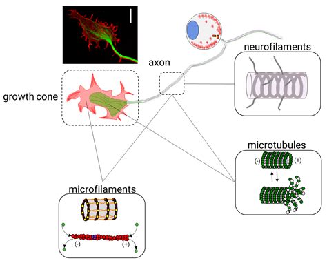 What Is The Cytoskeleton And What Is Its Function - slideshare