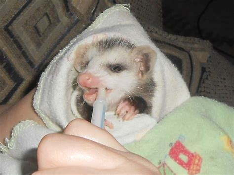 Perry The Possum Being Feed Some Formula Yum Yum Eat It Up