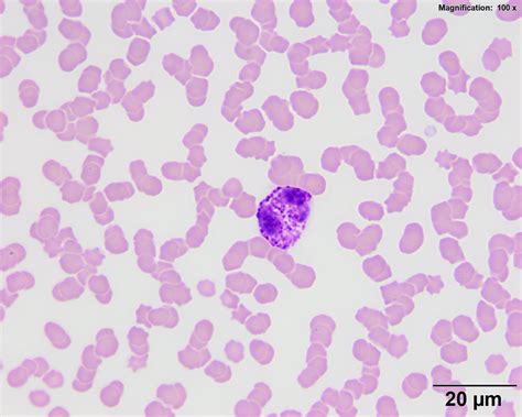 Equine Blood Eclinpath