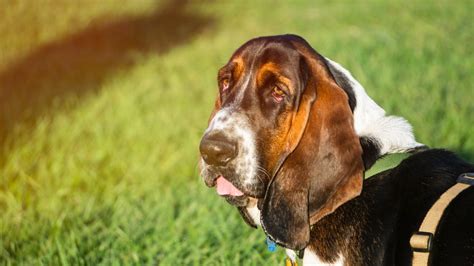 38 Interesting Facts About Basset Hounds Dogcrunch