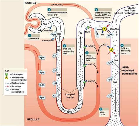 Glucose Transport Collecting Duct Hdls Transport Excess Cholesterol