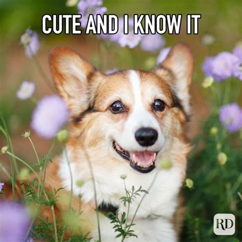 30 Hilarious Corgi Memes For When Youre Feeling Ruff Readers Digest