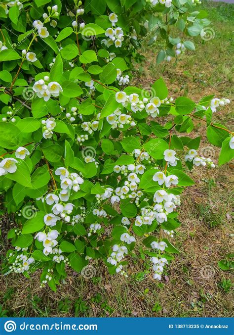 Jasmine Branches With Beautiful Flowers With An Amazing
