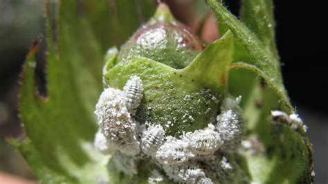 Does anyone have advice on how to determine if the white fuzz between the tubercles are mealybugs or some kind of natural occurrence? 24 Facts about Bug Infestations