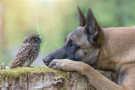 An Adorable And Unlikely Friendship Between An Owl And A Dog
