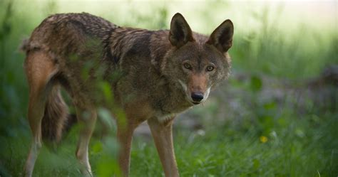 Red Wolf Wallpapers Images Photos Pictures Backgrounds