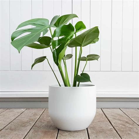 Of The Best Indoor Plants That Don T Need Sunlight