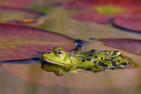 Pond Frog Green Frog Amphibian Free Stock Photo Public Domain Pictures