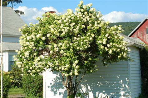 These annuals are usually tolerant of cool weather. 10 Best Late Summer Flowering Shrubs