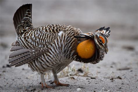 Prairie Chicken Us Geological Survey