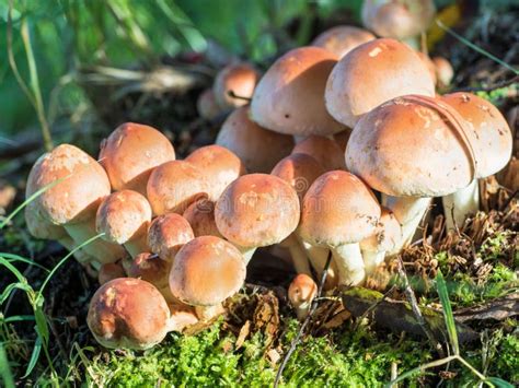Group Of Forest Mushrooms Stock Photo Image Of Plant 102808226