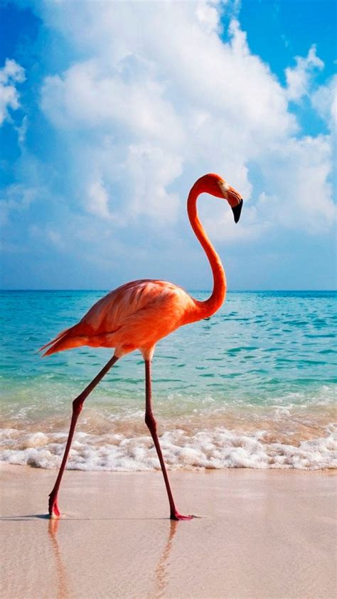 Wallpaper Flamingo Bird Beach Ocean 4k Animals 14997
