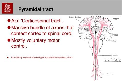 Ppt Chapter Cns Gross Anatomy Powerpoint Presentation Free