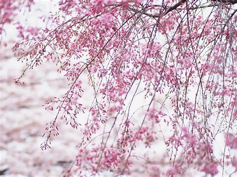 42 Japanese Cherry Blossom Desktop Wallpaper