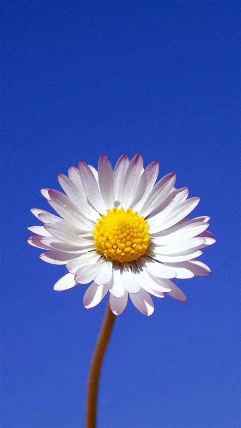 Download 720x1280 Wallpaper Gerbera White Flower Portrait Samsung