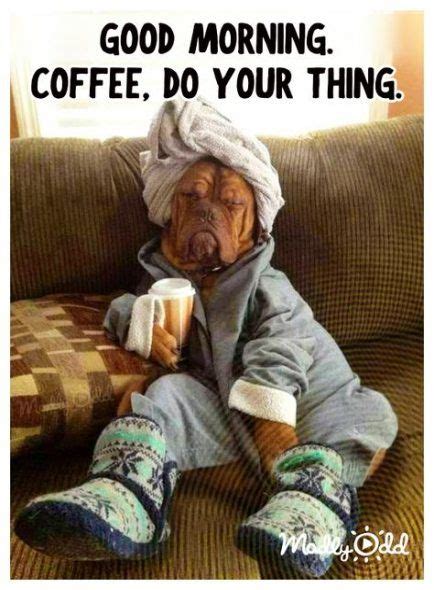 64 Ideas Funny Good Morning Humor Dogs For 2019 Funny Animal Memes
