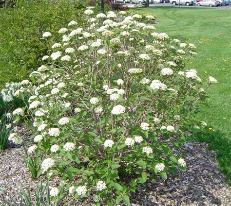 Mohican Viburnum Xeriscape Plants Viburnum Colorado Xeriscape