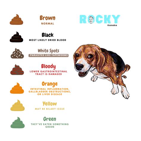 A Rainbow Of Dog Poop 💩 What Your Dogs Poop Color Means Rocky Kanaka