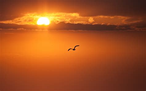 Wallpaper Bird Flying In Sky Sunset Clouds 3840x2160 Uhd 4k Picture