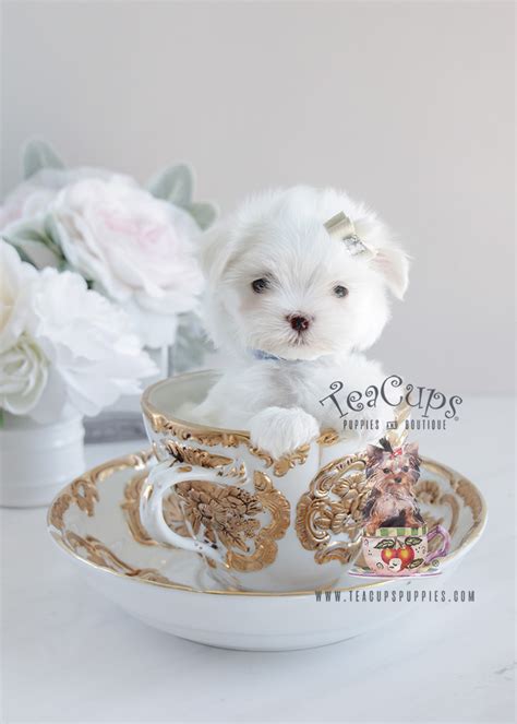 Toy Maltese For Sale At Teacups Puppies South Florida Teacup Puppies