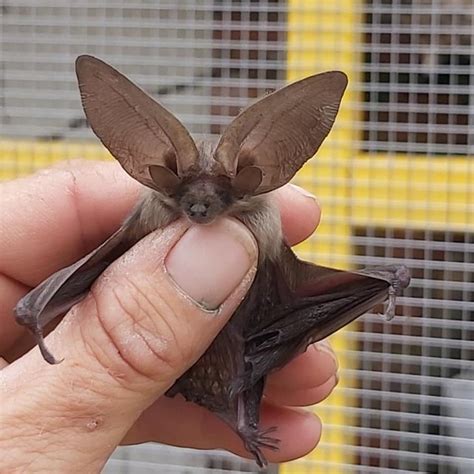 Long Eared Bat At Wildlife Hospital Pet Samaritans