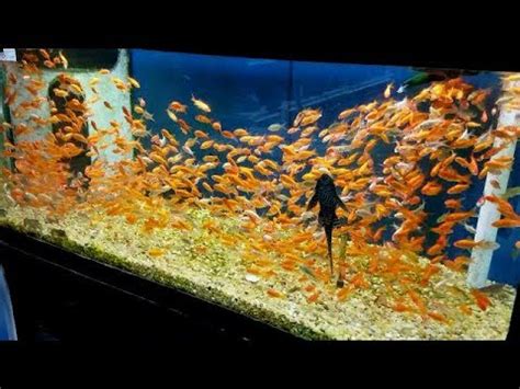 Aquariums, aquarium supplies, pet shops, shop, supply, miscellaneous retail stores. My First Aquarium FISH PET! - YouTube