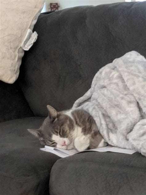 my husband tucked kitty in once he fell asleep on a piece of paper of course how to fall