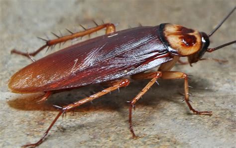 Cockroach Identification In Dallas Tx Addison Pest Control