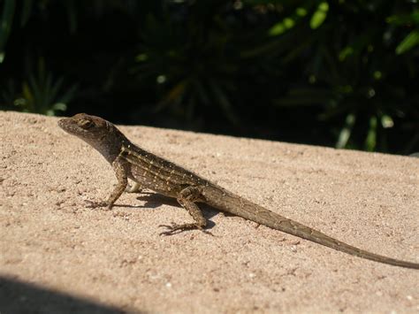 Meet The Locals Brown Anole Anole Gulf Coast Florida Lizard