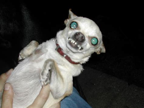 Evil Chihuahua Attitude Dudes Pinterest