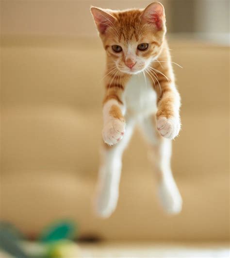 21 Fabulous Jumping Cats Will Make You Go Aww Jumping Cat Cats