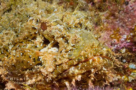 Stone Scorpionfish Scorpaena Mystes Sea Of Cortez Baja California