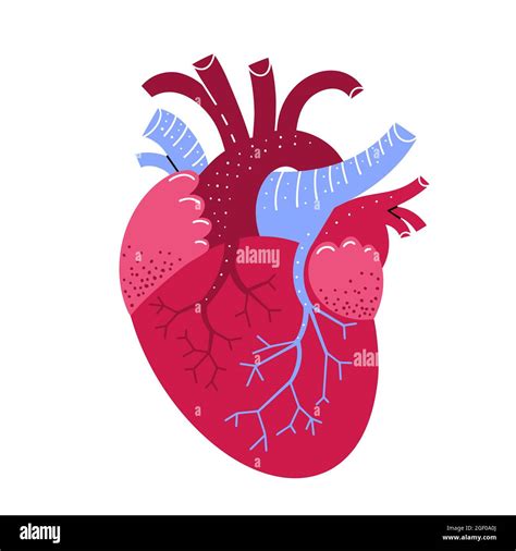 Illustration Du Cœur Humain Illustration De La Médecine Vectorielle En