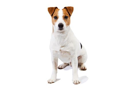 A Russell Terrier Rough Coat Akc Breeds Terrier Dog Breeds Rare