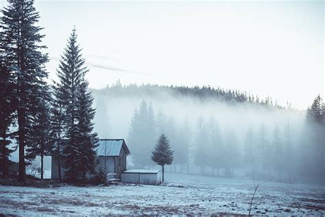 Royalty Free Photo House Surrounded By Trees Covered By Fog Pickpik