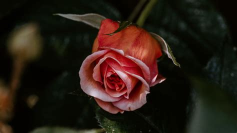 Download Wallpaper 3840x2160 Rose Flower Pink Plant