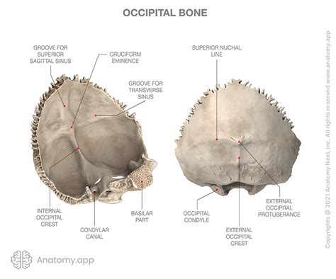 Occipital Bone Encyclopedia Anatomyapp Learn Anatomy 3d Models