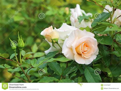 Ivory Pink Rose Stock Image Image Of Pretty Natural 101075007