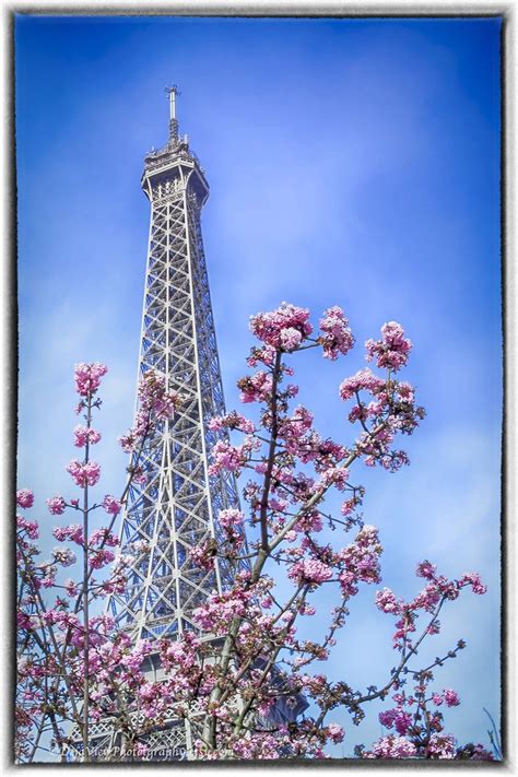 Pink Eiffel Tower Paris Photography Cherry Blossom Photo Art Eiffel