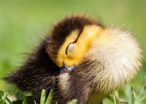 Baby Duck Sleeping Photograph By Stephanie Hayes