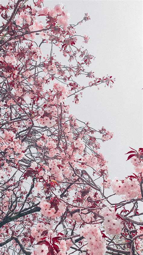 Cherry Blossom Aesthetic Gray Pink Sakura Cherry Blossom Wallpaper