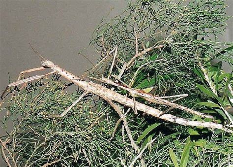 Titan Stick Insect The Longest Insect Acrophylla Titan Stick
