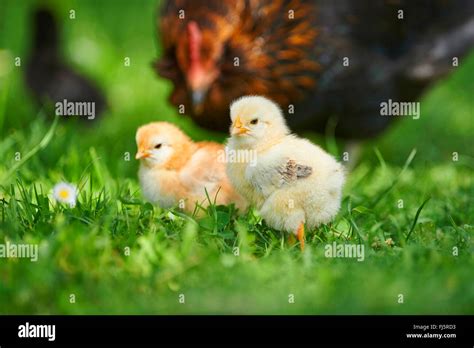 Domestic Fowl Gallus Gallus F Domestica Two Chicks With Mother In A