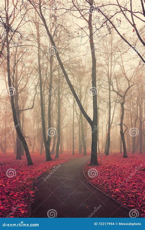 Colorful Autumn Landscape Lonely Walkway In The Autumn Deserted Park