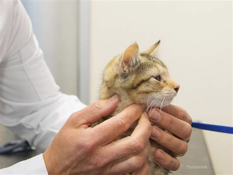 Lesions can also be inside the mouth. Cat Lips Swollen | Lipstutorial.org
