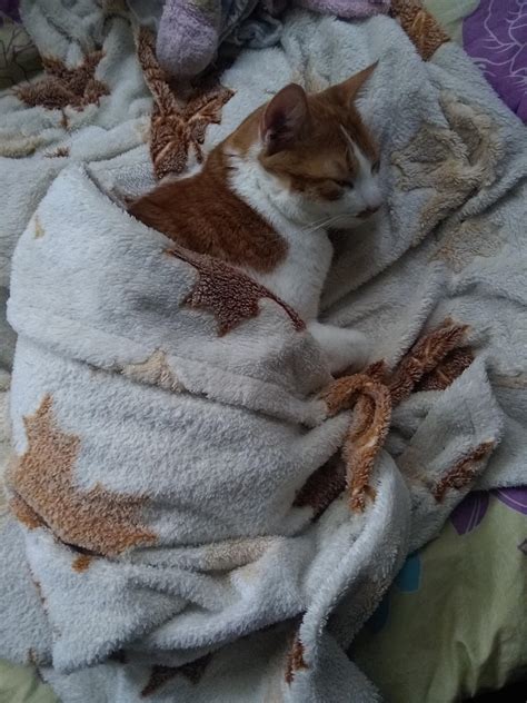 My Cat Loves Blankets Rtuckedinkitties