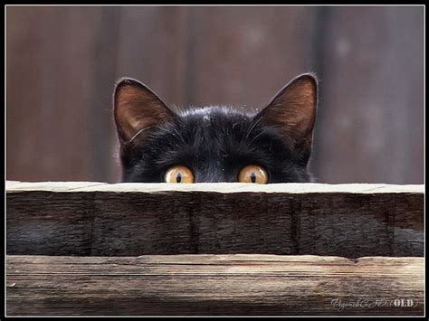 1920x1080px 1080p Free Download Peeking Kitty Black Cat Eyes