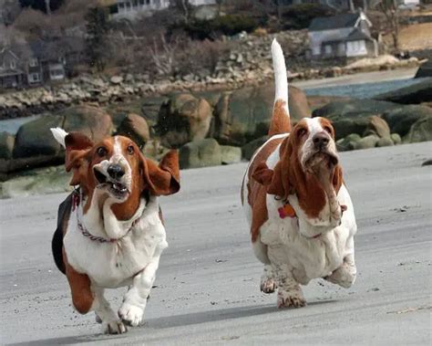 15 Amazing Facts About Basset Hounds You Might Not Know Page 2 Of 5
